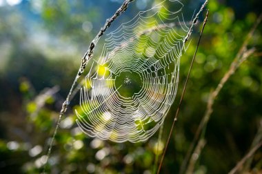 Gün ışığında ağ örmek. Kuzey Brabant, Hollanda yakınlarındaki Doğa Koruma Alanı De Malpie 'de güneşli bir yaz sabahı. Avrupa 'daki doğa manzaraları. Orman gölündeki ağaçların yansıması.