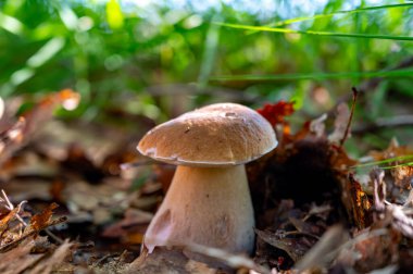 Lezzetli mantarların kralı, ormanda yetişen genç boletus edulis porcini cepi.