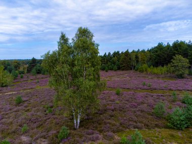 Doğa arka planı, Kuzey Brabant 'ın yeşil akciğeri, Ağustos' ta Hollanda 'da Kempen ormanlarında pembe fundalık çiçeği.