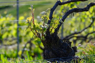 Epernay, Champange, Fransa yakınlarındaki Hautvillers köyünde yeşil üzüm yaprakları, cru şampanya bağları ve Marne nehri manzarası