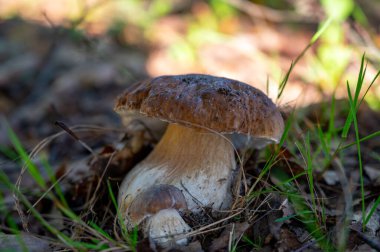 Lezzetli mantarların kralı, ormanda yetişen genç boletus edulis porcini cepi.
