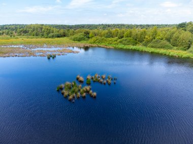 Doğa arka planı, Kuzey Brabant 'ın yeşil akciğeri, Ağustos' ta Kempen ormanında çim gölü, Hollanda hava manzarası