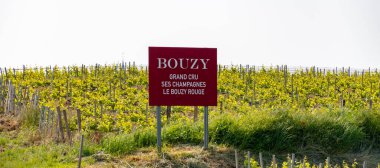 Bouzy köyü yakınlarındaki yeşil büyük cru şampanya bağları Montagne de Reims alt binası Champange, Fransa, İngilizce transkripsiyon Bouzy, grand cru, champagnes, Bouzy kırmızı