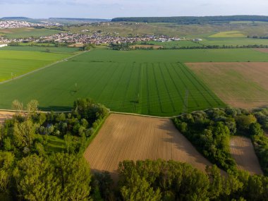 Epernay, Champange, Fransa yakınlarındaki Marne Vadisi 'nde yeşil başbakan cru şampanya bağları.