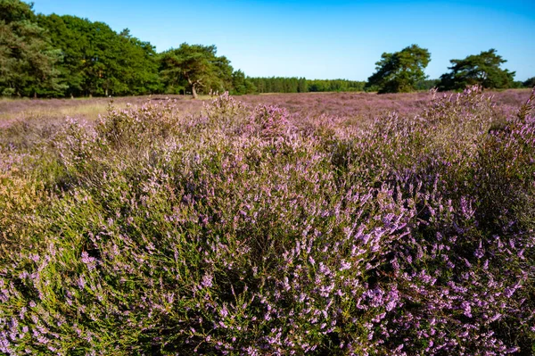 stock image Nature background, green lung of North Brabant, pink blossom of heather plants in de Malpie natural protected forest in August, near Eindhoven, Netherlands