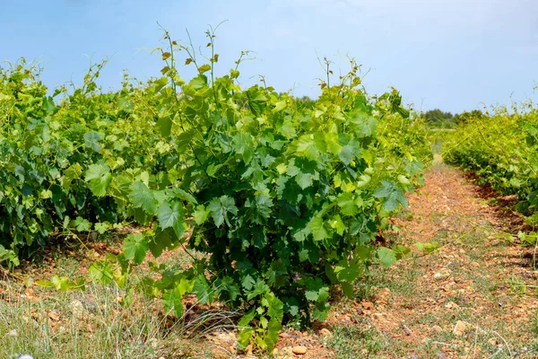 Fransız Kırmızı Kırmızı Şarap Üzümleri Sıra Sıra Costieres Nimes Aop — Stok fotoğraf