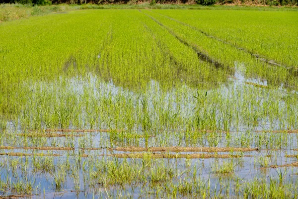 Культивация Риса Камарге Прованс Франция Рисовые Растения Произрастающие Органических Сельскохозяйственных — стоковое фото