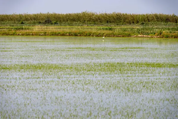法国普罗旺斯Camargue的水稻种植 5月份在有机农场种植的水稻 — 图库照片
