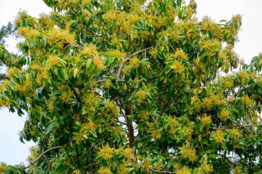 Nisan ayında İspanya 'nın kuzeyinde Asturias' taki çiftliklerde mevsimlik yeşil avokado ağaçları çiçek açar..
