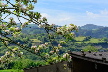 Asturias 'taki elma ağaçları, bahardaki beyaz elma ağaçları, Asturias' taki ünlü elma şarabı üretimi, Comarca de la Sidra bölgesi, İspanya.
