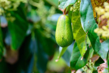 İspanya 'nın kuzeyindeki Asturias çiftliklerinde mevsimlik çiçek ve bitkisel avokado ağacı hasadı Nisan ayında.
