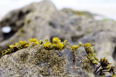 Celorio 'daki Playa de Borizo' daki kayalara bakın. Kuzey İspanya, Asturias 'ın yeşil kıyıları. Beyaz kumlu plajlar, uçurumlar, gizli mağaralar, yeşil tarlalar, ormanlar ve dağlar..