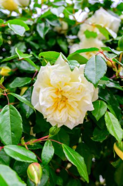 Güneşli bir günde Fransa 'nın Provence kentindeki eski bir şato bahçesinde büyüyen beyaz gül çiçekleri..