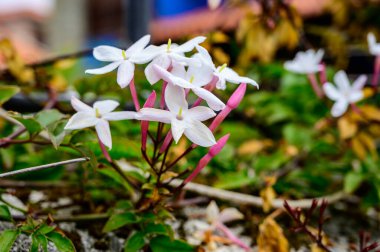 İlaç ve tırmanma bitkilerinin botanik koleksiyonu, Jasminum officinale, çiçek açan yasemin bitkisi.