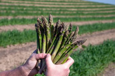 Limburg, Belçika 'daki biyolojik tarım tarlasında yetişen yeşil kuşkonmaz filizleriyle çalışan işçilerin elleri. Yeni hasat.
