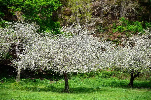 Sady Jabłoni Asturii Wiosenny Kwiat Jabłoni Produkcja Słynnego Cydru Asturii — Zdjęcie stockowe
