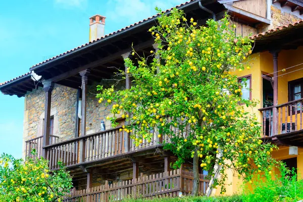 İspanya 'nın kuzeyinde, Asturias' ta bir ağaçta asılı duran olgun sarı limonlar ve bahçede yapraklar..