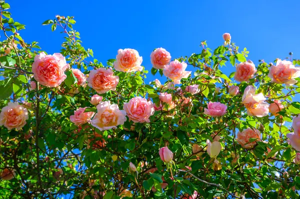 Flor Flores Rosa Rosa Crescendo Antigo Jardim Castelo Provence França — Fotografia de Stock
