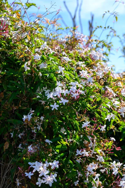 Botanical collection of medicinal and climbing plants, Jasminum officinale, jasmine plant in blossom.