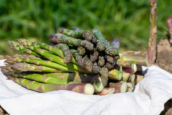 New Harvest Bunch Tasty Green Asparagus Sprouts Growing Bio Farm — Stock Photo, Image