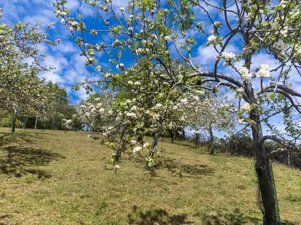 Сади Яблук Астурії Весняний Білий Цвіт Яблунь Виробництво Знаменитого Сидру — стокове фото