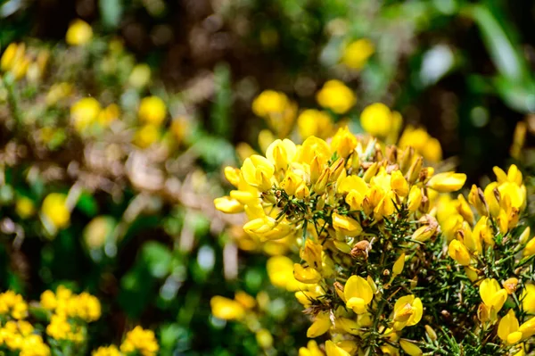 Gelbe Blüten Von Ulex Allgemein Bekannt Als Ginster Pelz Oder — Stockfoto