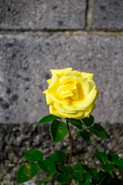 在阳光灿烂的法国普罗旺斯古城堡花园的石质背景上 绽放着一朵黄色的玫瑰 — 图库照片