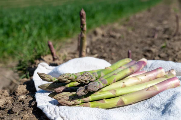New Harvest Bunch Tasty Green Asparagus Sprouts Growing Bio Farm — Stock Photo, Image