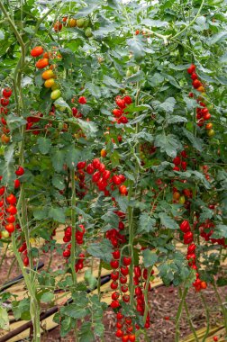 Fondi, Lazio 'daki sera çiftliklerinde kırmızı salata ya da sos yetiştirme, İtalya' da yaz aylarında tarım