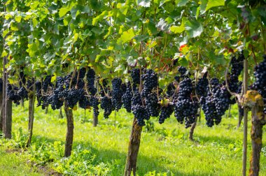 Hollanda 'da şarap yapımı, olgunlaşmış kırmızı şarap üzümü Betuwe, Gelderland' deki Hollanda üzüm bağlarında hasat için hazır, organik şarap.