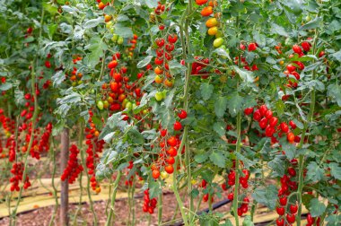 Fondi, Lazio 'daki sera çiftliklerinde kırmızı salata ya da sos yetiştirme, İtalya' da yaz aylarında tarım