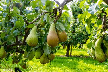 Konferans armut ağaçlarıyla dolu yeşil organik bahçeler. Betuwe, Gelderland, Hollanda 'da olgun meyvelerle. Eylül ayında hasat etmeye hazır.