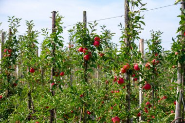 Hollanda 'nın meyve bölgesinde, Betuwe' de, Gelderland 'da, Eylül, elstar, jonagold, olgun elma, Hollanda' da tarımda, elma ağaçlarının organik ekininde hasat zamanı