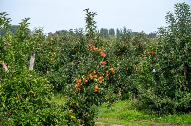 Hollanda 'nın meyve bölgesinde, Betuwe' de, Gelderland 'da, Eylül, elstar, jonagold, olgun elma, Hollanda' da tarımda, elma ağaçlarının organik ekininde hasat zamanı