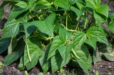 Organik bahçedeki bitkilerin üzerinde asılı taze yeşil uzun fasulyeler, sağlıklı sebzeler.