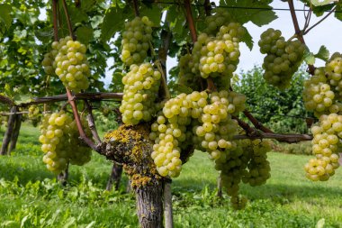 Hollanda 'da şarap üretimi, olgunlaşmış beyaz şarap üzümü Cabernet Blanc Betuwe, Gelderland' daki Hollanda üzüm bağlarında hasat için hazır, organik şarap