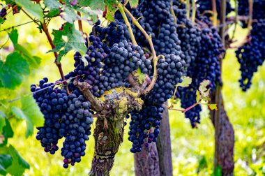 Hollanda 'da şarap yapımı, olgunlaşmış kırmızı şarap üzümü Betuwe, Gelderland' deki Hollanda üzüm bağlarında hasat için hazır, organik şarap.
