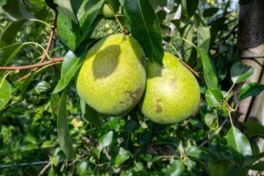 Betuwe, Gelderland, Hollanda 'da olgunlaşmış meyvelerle dolu sıra sıra Konkord armut ağaçlarıyla yeşil organik bahçeler Eylül ayında hasat etmeye hazır.