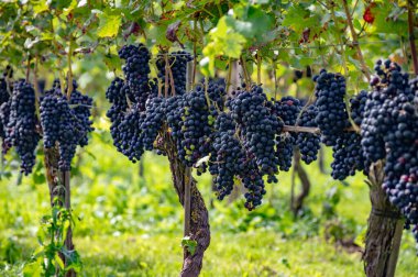 Hollanda 'da şarap yapımı, olgunlaşmış kırmızı şarap üzümü Betuwe, Gelderland' deki Hollanda üzüm bağlarında hasat için hazır, organik şarap.