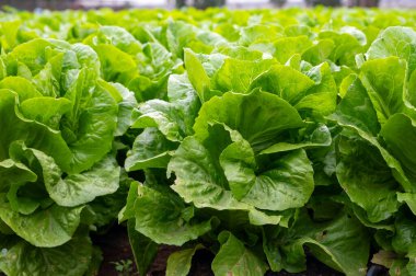 İtalyan güneşinin altında yetişen taze yeşil romaine marul bitkileriyle dolu tarım tarlaları, İtalya 'da tarım, Lazio.
