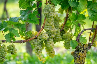 Hollanda 'da şarap üretimi, olgunlaşmış beyaz şarap üzümü Cabernet Blanc Betuwe, Gelderland' daki Hollanda üzüm bağlarında hasat için hazır, organik şarap