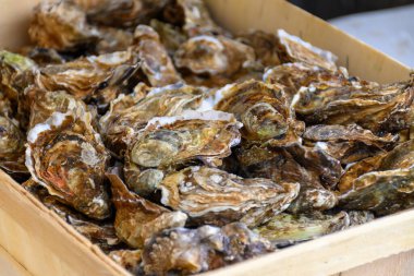 Taze Fransız Gillardeau istiridye yumuşakçaları ahşap kutuda hazır yemek için Normandiya kıyılarında