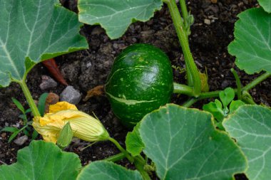 Yeşillik, olgunlaşmamış balkabağı sebzelerinden oluşan açık hava tarlası hasat etmeye hazır, çevre dostu organik tarım, yakın plan.