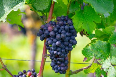 Hollanda 'da şarap yapımı, olgunlaşmış kırmızı şarap üzümü Betuwe, Gelderland' deki Hollanda üzüm bağlarında hasat için hazır, organik şarap.