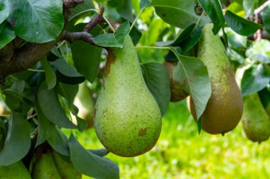 Konferans armut ağaçlarıyla dolu yeşil organik bahçeler. Betuwe, Gelderland, Hollanda 'da olgun meyvelerle. Eylül ayında hasat etmeye hazır.