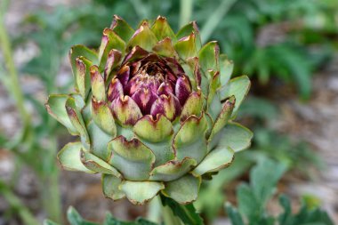 Çiçekteki yenilebilir enginar bitkisinin başı. Bahçeye yakın.