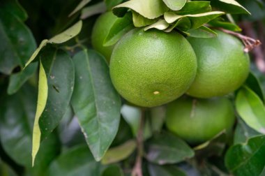 İtalya 'da yeşil olgunlaşmamış turunçgil meyveleriyle mandalina ağacı