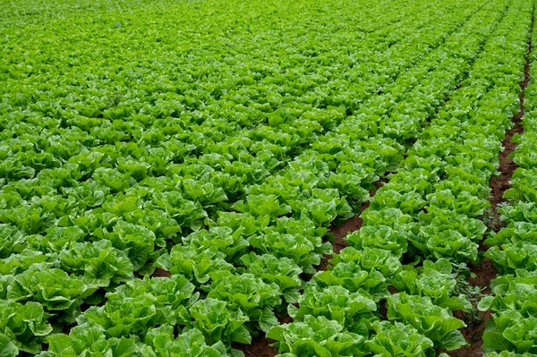 Farmářské Pole Řadami Čerstvě Zelených Salátových Rostlin Římského Salátu Které — Stock fotografie