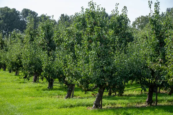 Zielone Sady Organiczne Rzędami Gruszek Konferencyjnych Dojrzałymi Owocami Betuwe Gelderland — Zdjęcie stockowe