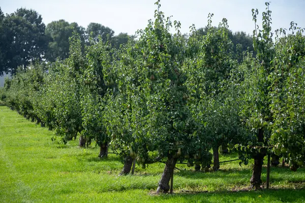 Konferans armut ağaçlarıyla dolu yeşil organik bahçeler. Betuwe, Gelderland, Hollanda 'da olgun meyvelerle. Eylül ayında hasat etmeye hazır.
